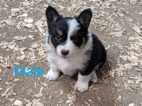 This unique breed has a small body with a big height. . Auggie puppies for sale